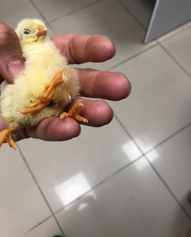 Kdz. Ereğli’de üç ayaklı civciv dünyaya geldi